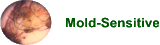 MoldSensitive's logo